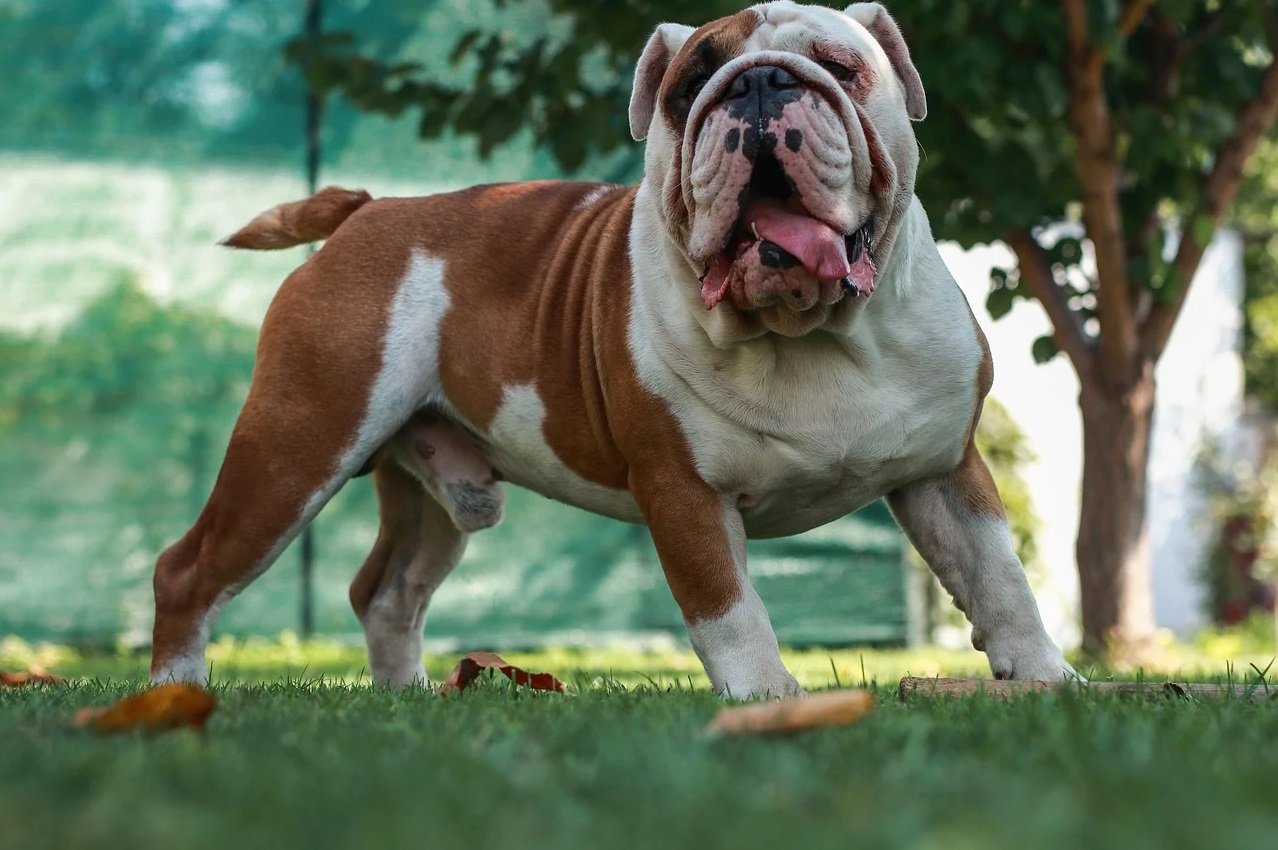 english bulldog