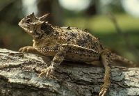 Horned toad