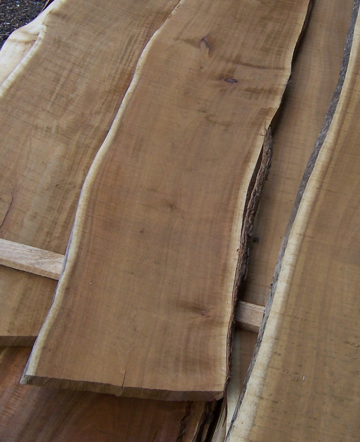 Acacia-heterophylla-wood-close-up