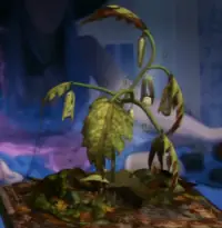 Sopophorous plant Sopophorous plant