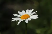 Daisy