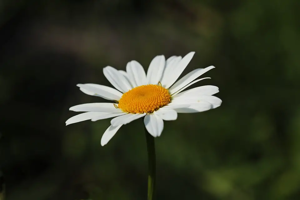 Daisies White Yellow