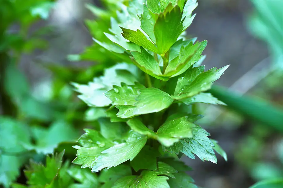 Lovage