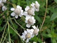 Sneezewort Sneezewort