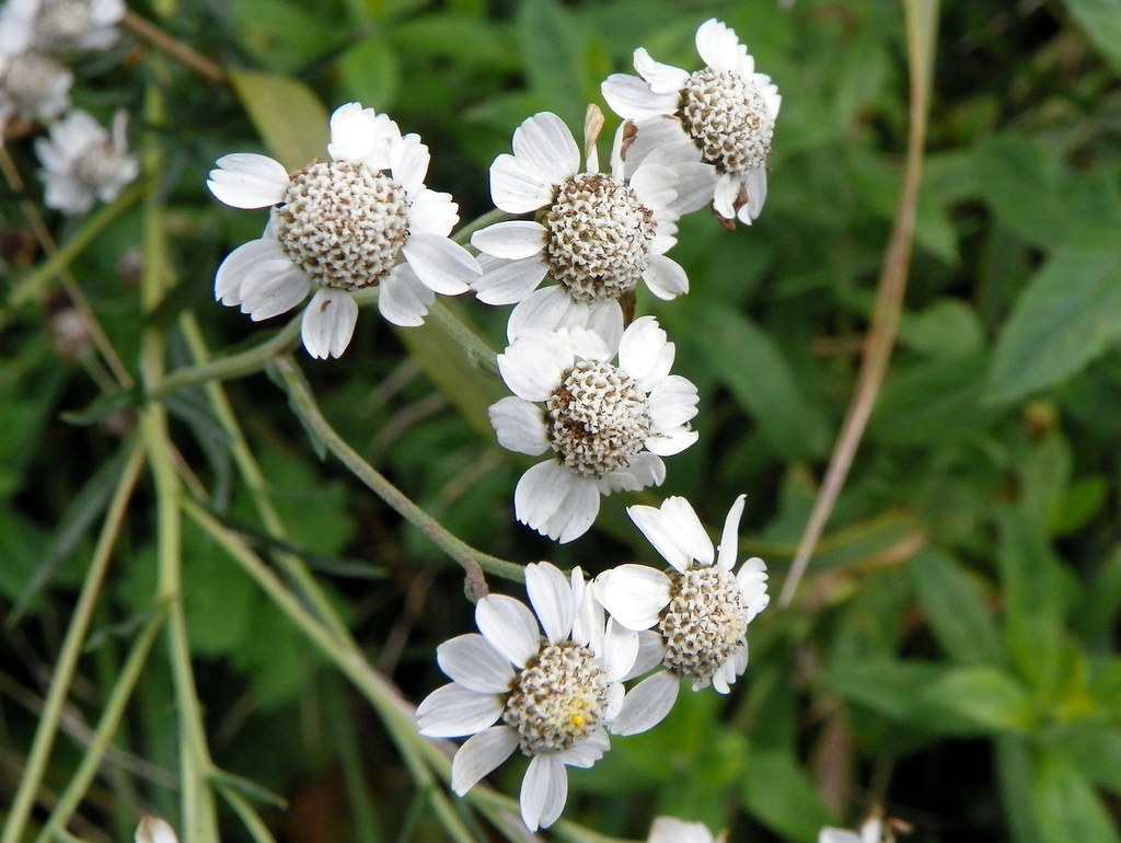 sneezewort