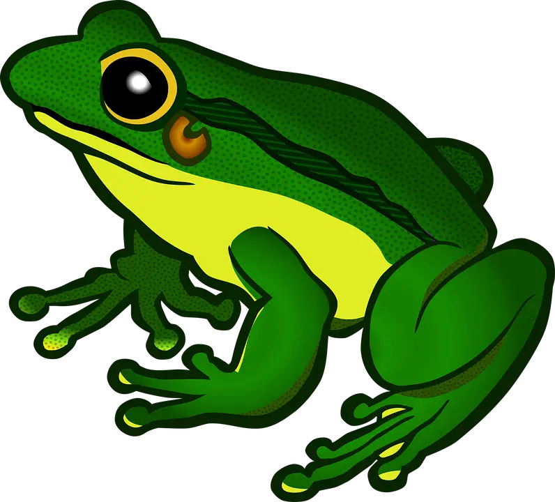 Amphibian Animal Frog