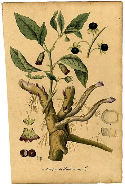Atropa belladonna Mann Atropa belladonna Mann