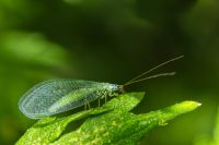 Lacewing Flies