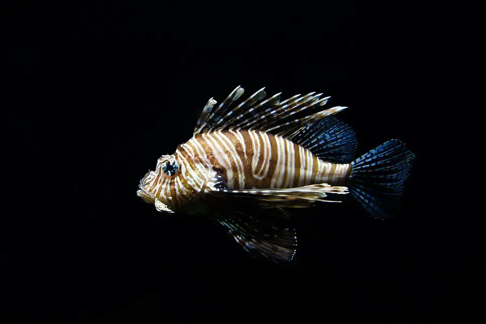 Lion Fish