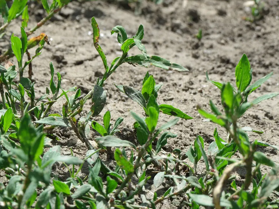 Polygonum Aviculare