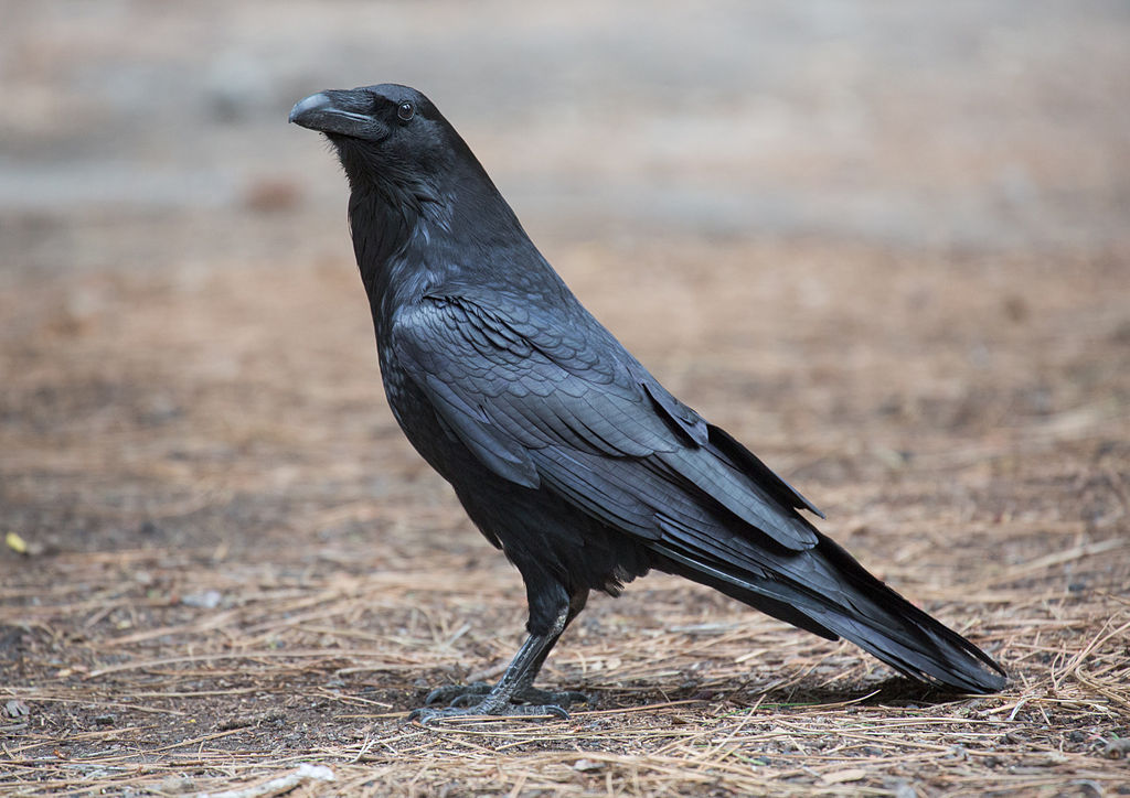 Common Raven