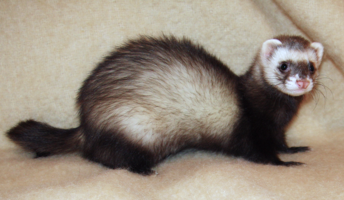 Ferret_2008