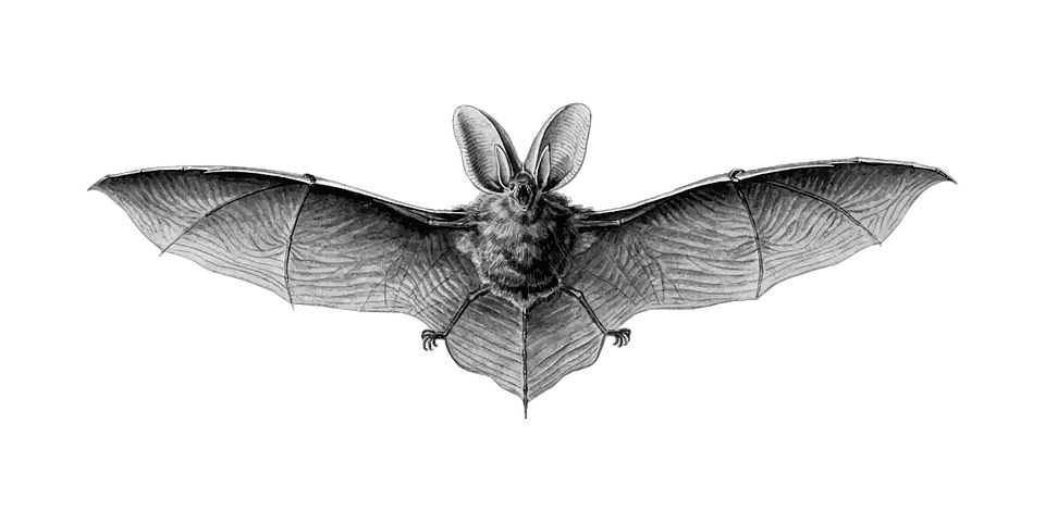 Animal Bat Flight