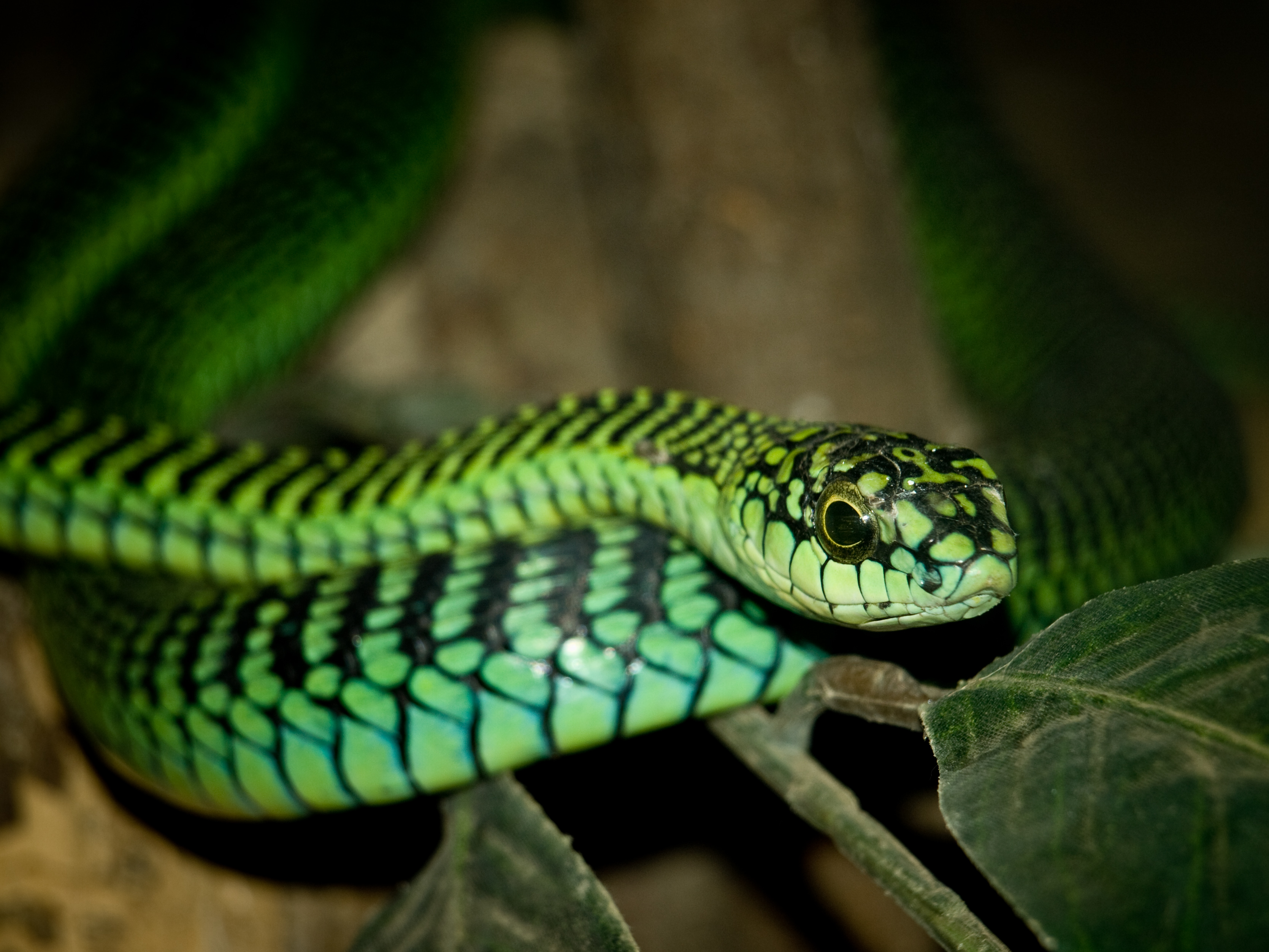 Close-up of a boomslang snake through glass at the snake centre near our campsite in the Ngorongoro Conservation Area, Tanzania