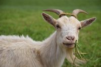 goat goat