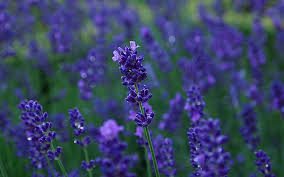 lavender