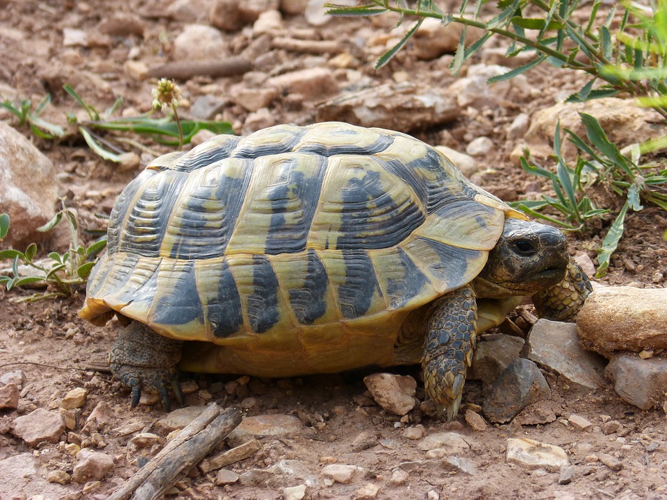 Mediterranean Tortoise