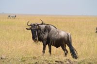 wildebeest