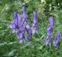 Monkshood Monkshood