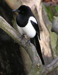 Magpies