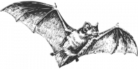 Bats Bats