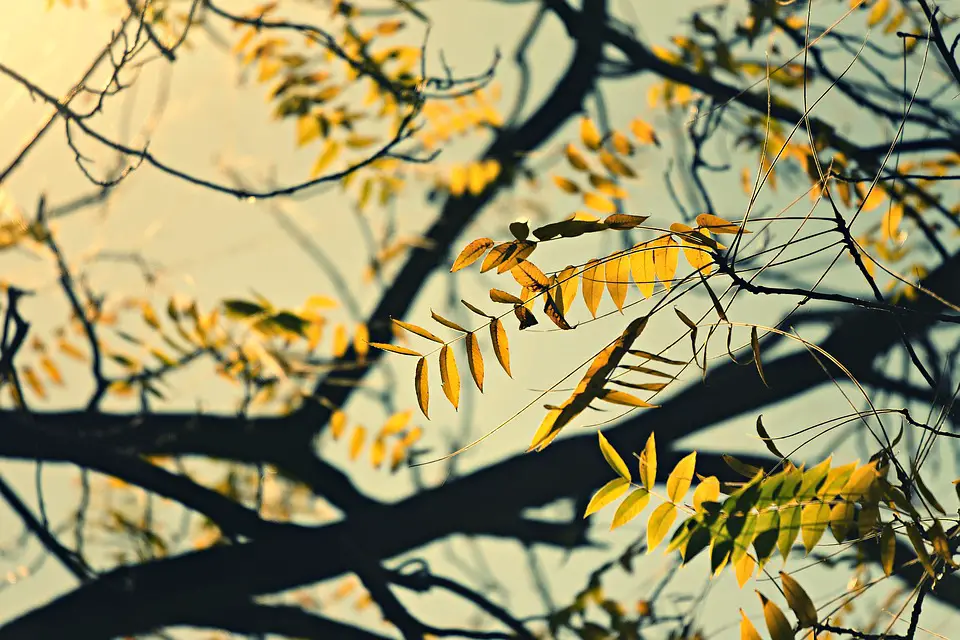 Branch Walnut Tree Leaves