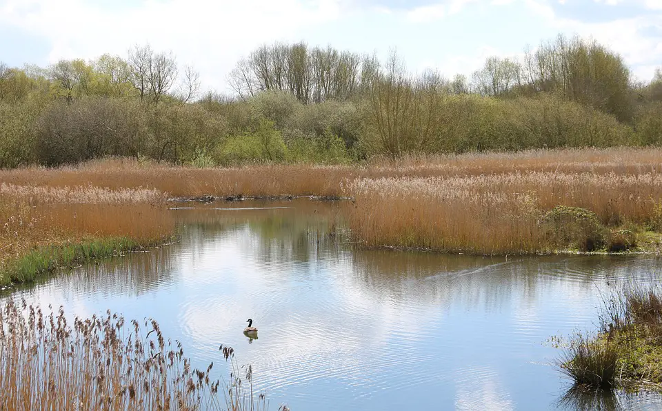 Brandon Marsh, Warwickshire