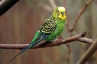 Budgerigar