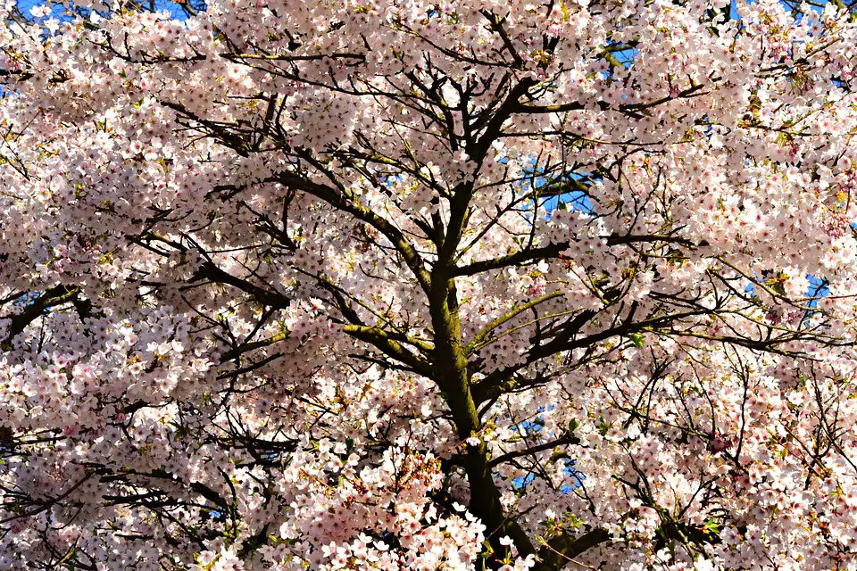 Cherry Blossom Flower Tree