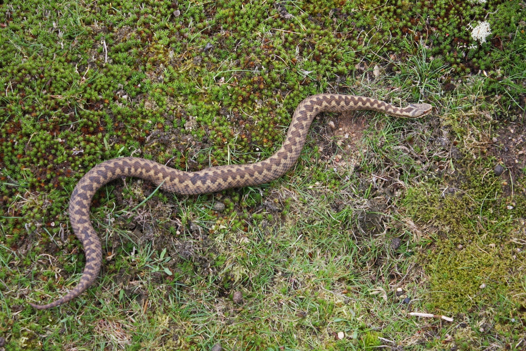 European Adder