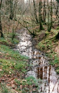 Queerditch Marsh