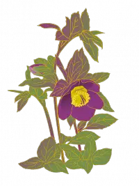 Hellebore Hellebore