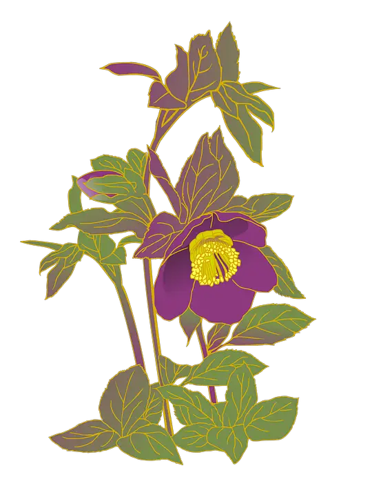 Hellebore