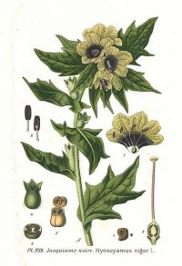 Henbane Henbane