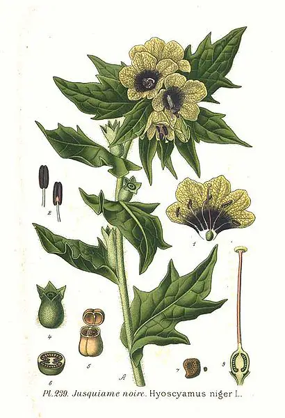 Henbane