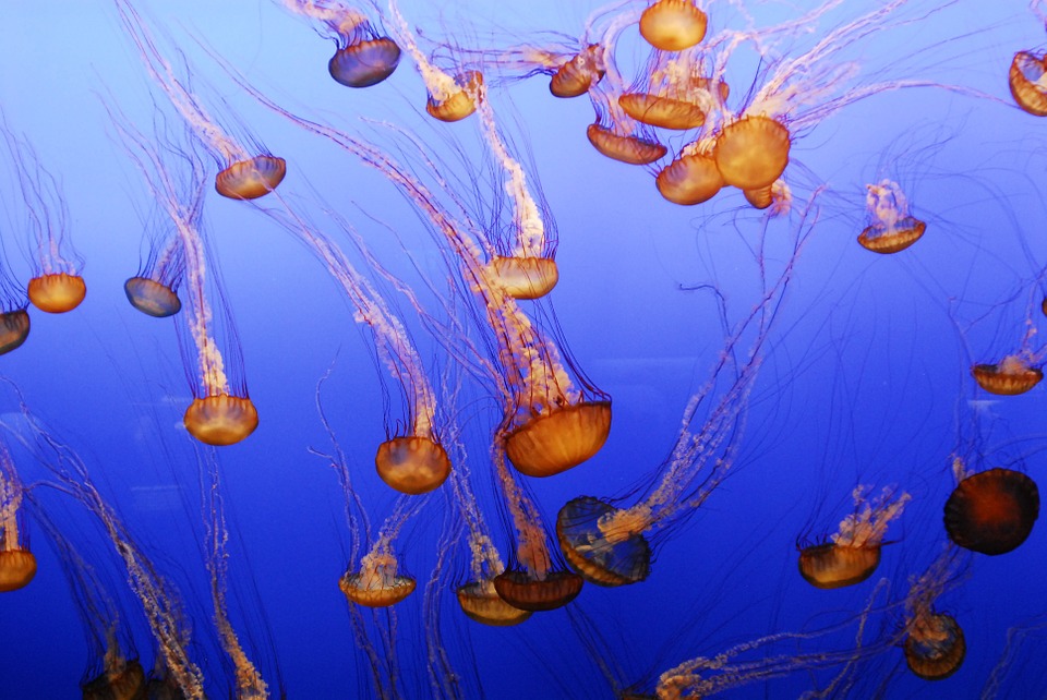 Jellyfish