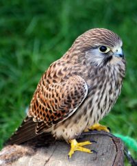 Kestrel