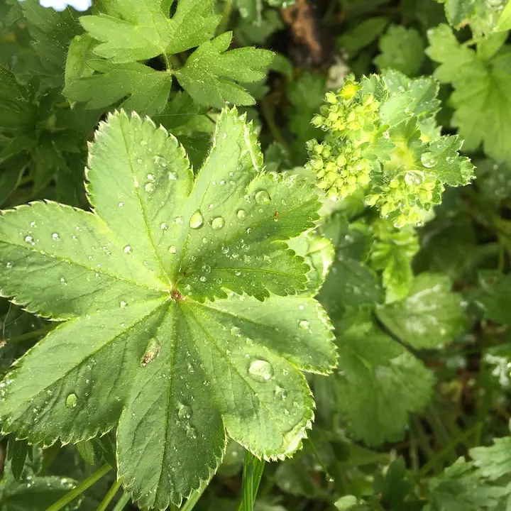 Lady’S Mantle Dew