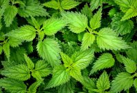 Nettles Nettles