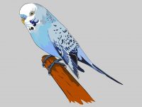 Bungy the Budgie