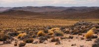 Patagonian desert