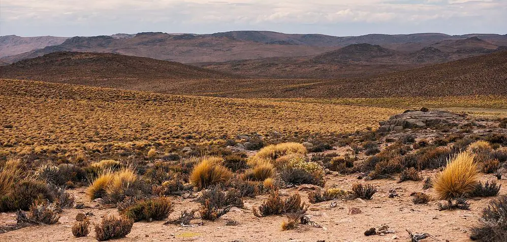 Patagonian Steppe