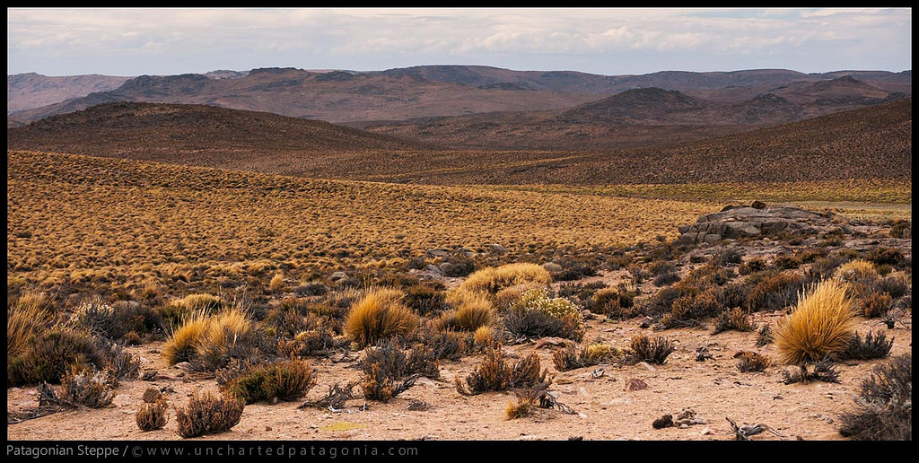 Patagonian Steppe Patagonian Steppe