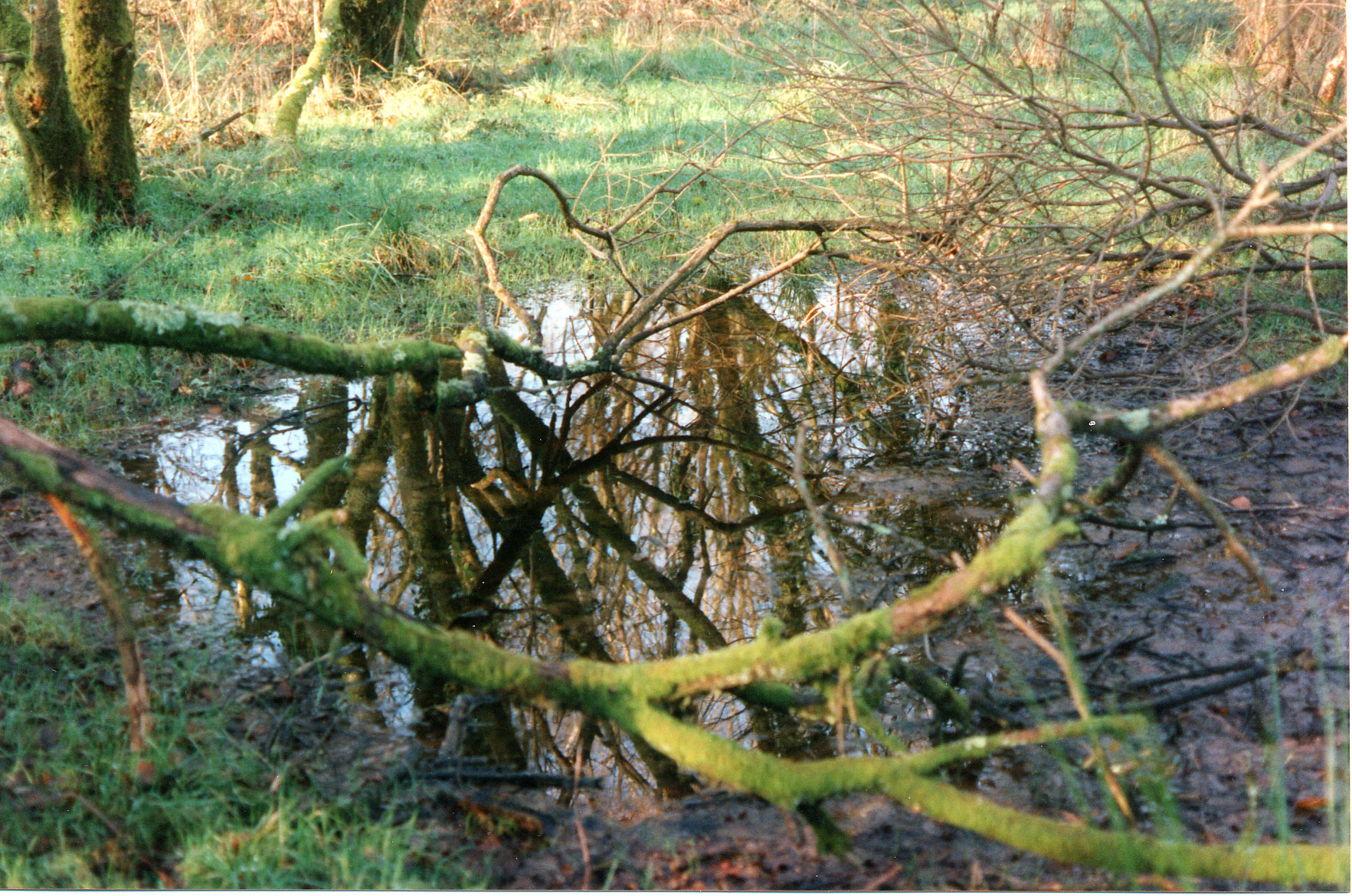 Quoditch Field 6 Marsh