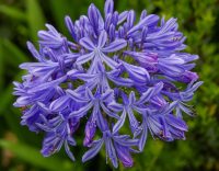 Agapanthus