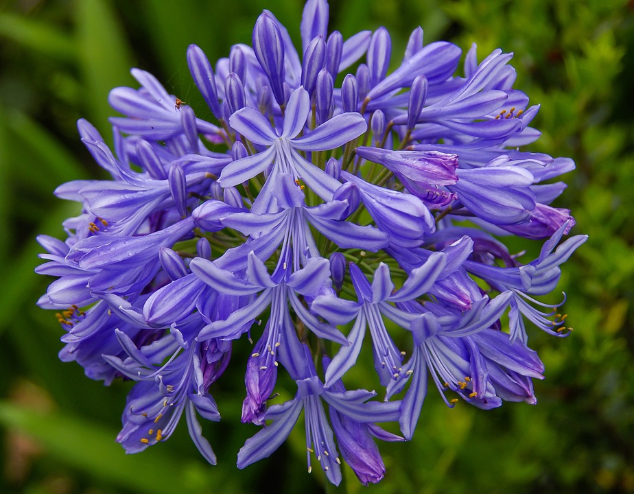 Agapanthus