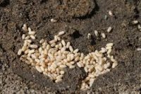 Ant Eggs Ant Eggs