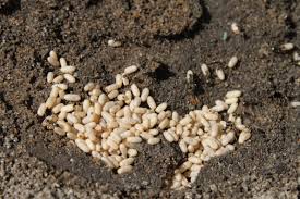 Ant eggs