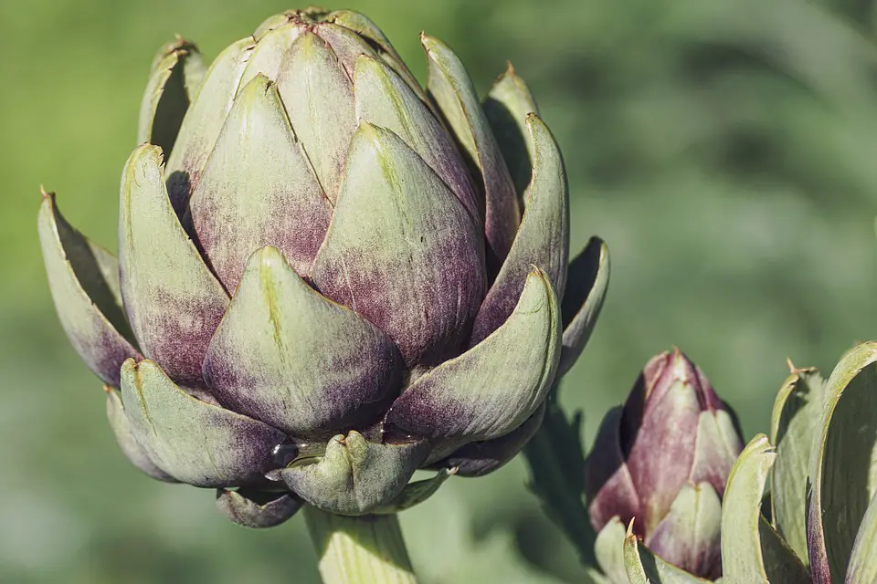 Artichokes