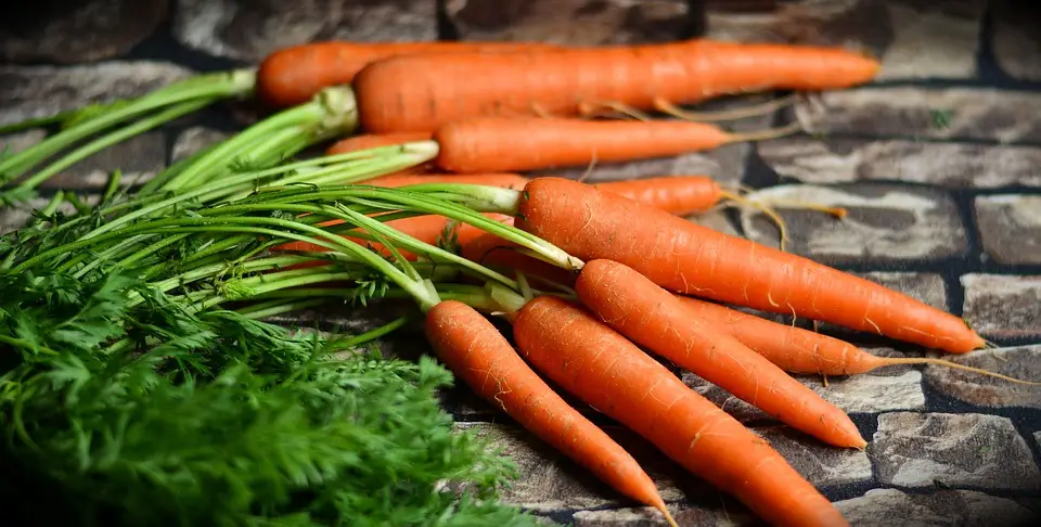Carrots Vegetable Harvest